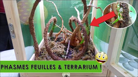 Schéma d'un terrarium type pour phasmes avec aération et supports verticaux