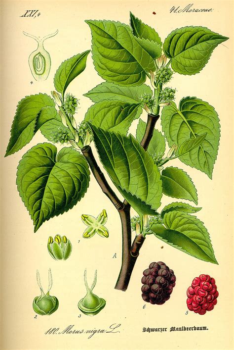 Illustration détaillée d'un mûrier (Morus alba) montrant ses feuilles cordiformes et ses fruits en grappes