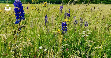 Champ d'herbes hautes avec quelques fleurs sauvages