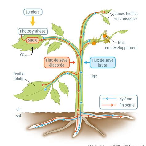 Schéma représentant le déplacement d'un herbicide systémique dans une plante, des feuilles aux racines