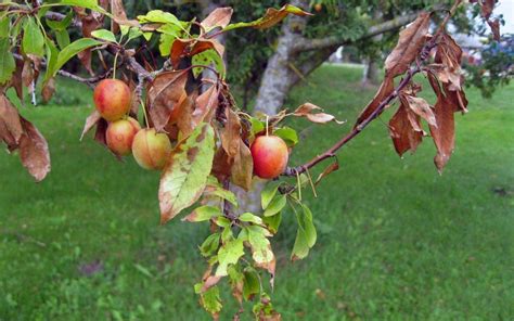 Schéma illustrant les principaux symptômes des maladies du prunier sur feuilles et fruits
