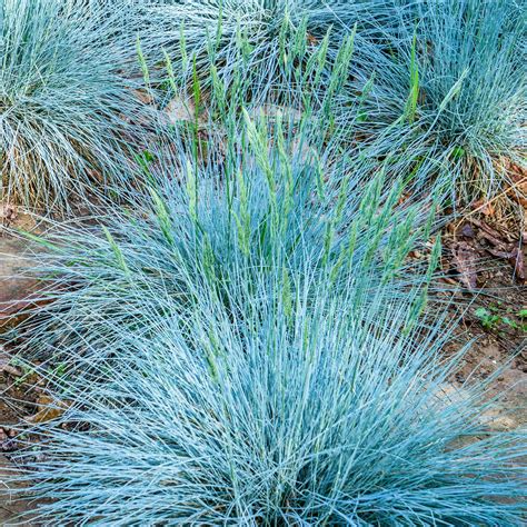 fétuque bleue dans un jardin moderne