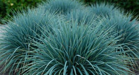 différentes variétés de fétuque bleue