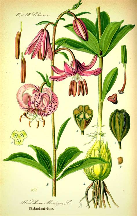 illustration botanique d'un lys oriental
