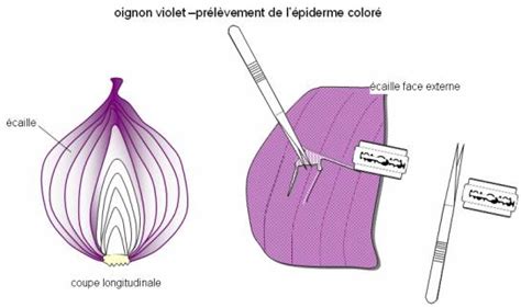 schéma explicatif du prélèvement des écailles sur un bulbe de lys