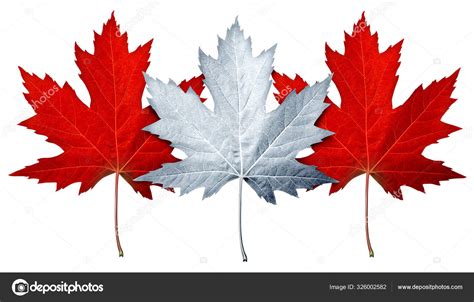 Photographie macroscopique montrant l'entremêlement des feuilles d'érables et des aiguilles de sapins