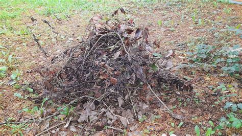 Tas de branches et déchets de jardin prêts à être valorisés