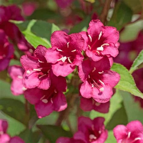 Photo montrant l'utilisation du Weigelia en haie mixte fleurie