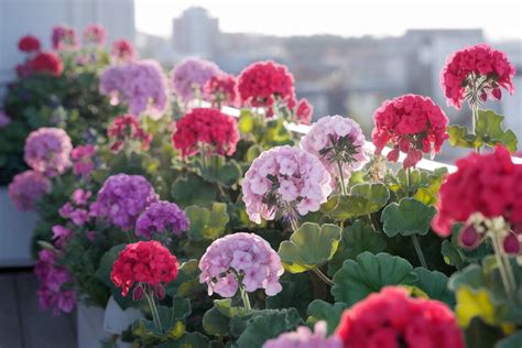 Géraniums en cascade sur un balcon alsacien