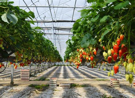 Champ de fraises sous serre à Coutiches