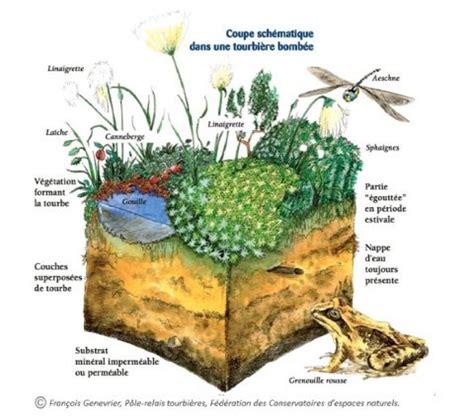 Diagramme illustrant la formation d'une tourbière à sphaigne