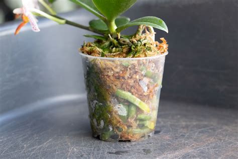 Orchidée en pot avec substrat de sphaigne