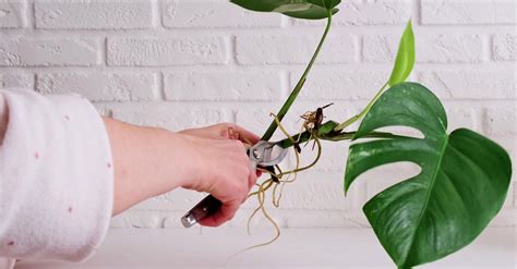 Bouture de plante d'intérieur avec sphaigne