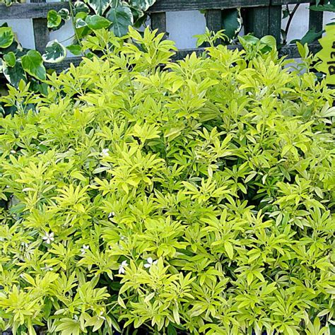 Comparaison visuelle entre le feuillage doré du Choisya 'Goldfinger' et le vert dense du 'Greenfingers'