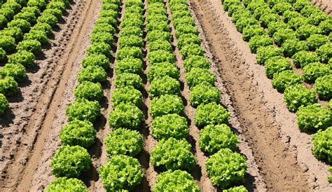 un champ cultivé avec soin illustrant la métaphore du travail et de la patience