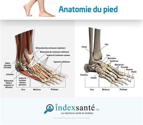 Schéma explicatif du placement des pieds et de la posture du tireur