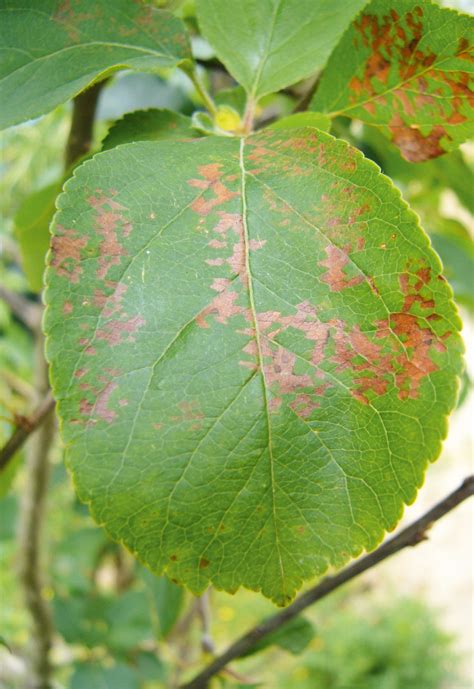 Feuille de pommier atteinte de tavelure