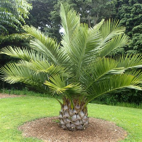 Le port majestueux d'un Jubaea chilensis adulte dans un jardin méditerranéen