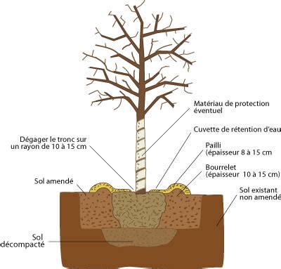 Schéma de plantation idéal montrant la cuvette de drainage au pied du palmier
