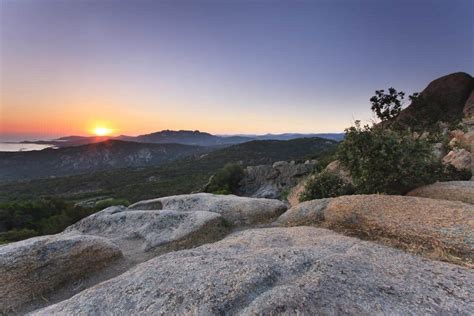 Paysage méditerranéen au coucher du soleil montrant un figuier en premier plan et une colline au loin
