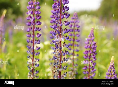 Champ de lupins bleus en pleine floraison printanière