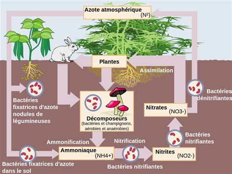 Schéma illustrant le processus de fixation de l'azote par les nodosités racinaires