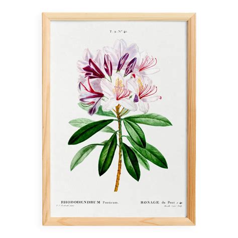 Illustration historique : gravure botanique ancienne d'un Rhododendron