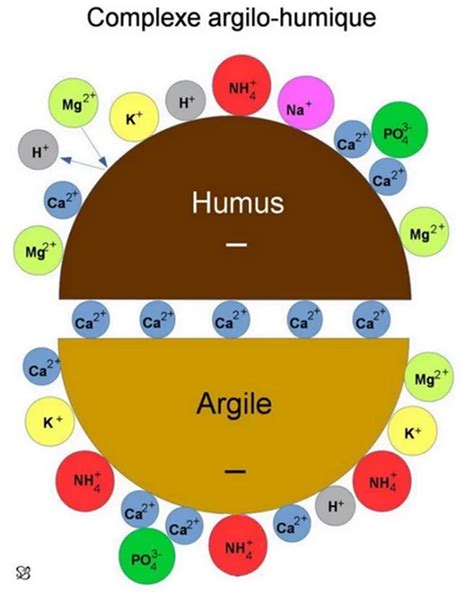 Infographie montrant le cycle du complexe argilo-humique dans le sol