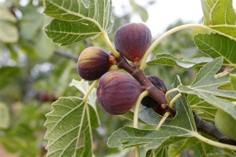 Verger d'oliviers et de figuiers sous le soleil provençal