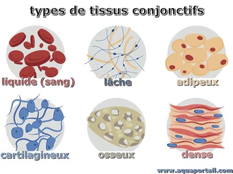 Schéma illustrant la diversité des tissus conjonctifs d'origine des sarcomes