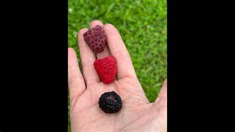 Schéma anatomique comparatif entre une framboise et une mûre soulignant la séparation du réceptacle