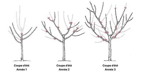 Schéma illustrant la structure idéale en gobelet pour un prunier adulte