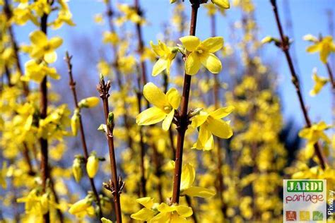 Illustration d'un arbuste forsythia en pleine floraison printanière jaune vif