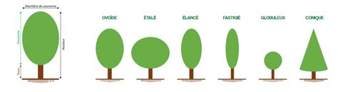 Schéma comparatif des différentes formes de ports du Forsythia : érigé, en boule et rampant