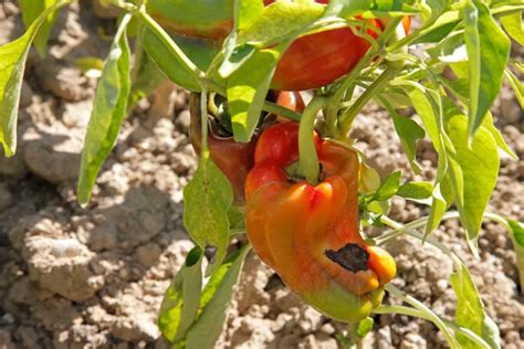 Fruits de poivron présentant des lésions d'anthracnose avec des anneaux concentriques