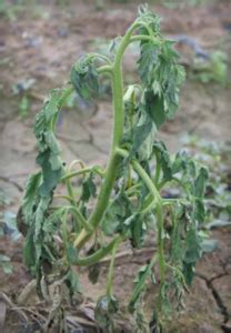 Plante de poivron montrant des signes de flétrissement dus à la fusariose