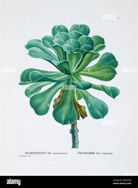 Illustration détaillée montrant la structure d'une rosette d'Aeonium canariense avec ses feuilles pubescentes