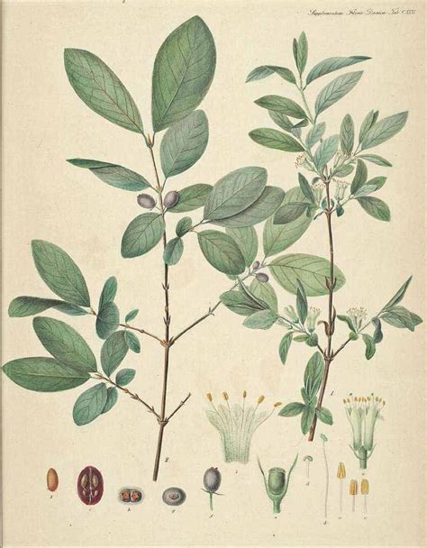 Illustration botanique du Lonicera caerulea montrant le port buissonnant et les baies bleues pruineuses