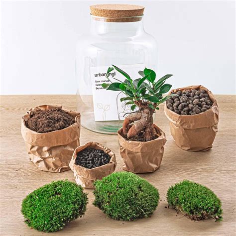 Bonsaï avec mousse verte