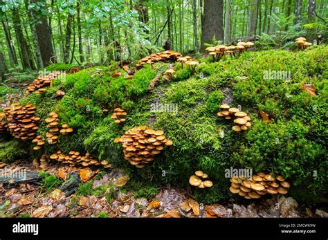 Champignons sur mousse