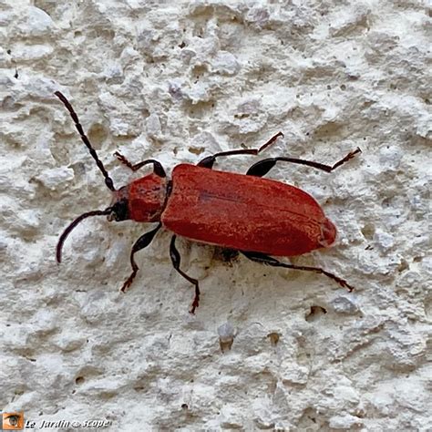 Merle cherchant des insectes dans la mousse
