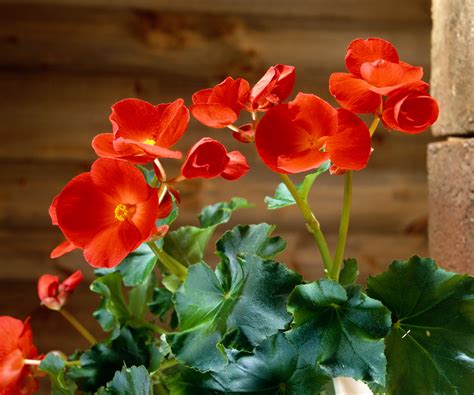 Feuillage et fleurs du Bégonia Rieger