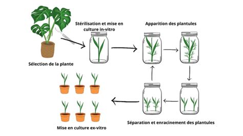 Schéma de la culture in vitro du Bégonia Rieger