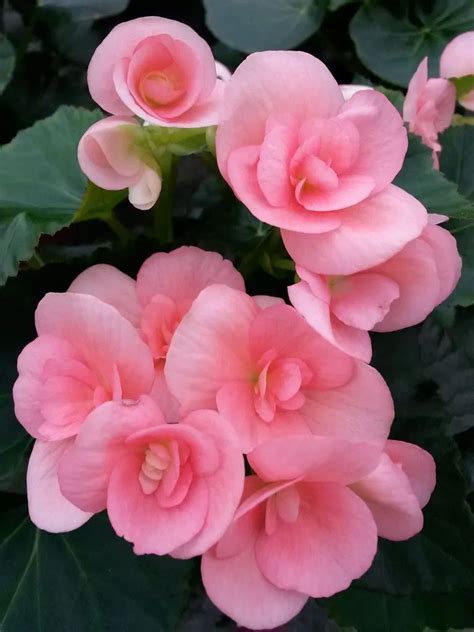 Bégonia Rieger 'Valentino Pink'