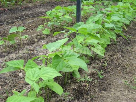Schéma illustrant l'arrosage au pied des plants de haricots pour éviter le feuillage