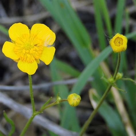 Ranunculus flammula en fleur