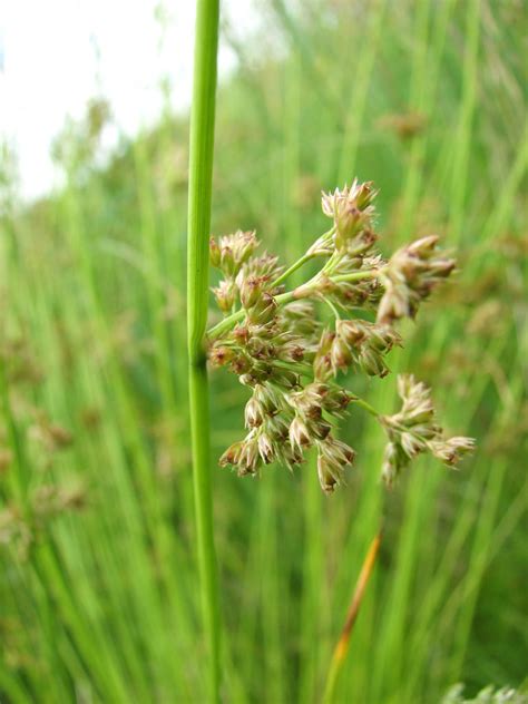 Prairie humide avec Juncus effusus
