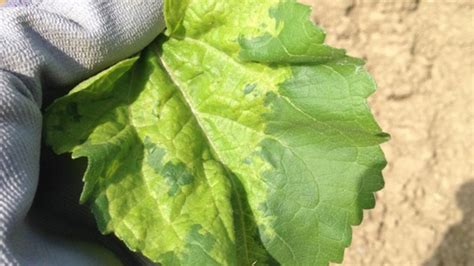 Symptômes du mildiou sur feuille de tournesol avec feutrage blanc