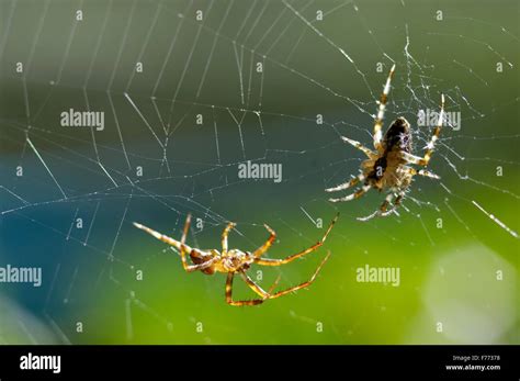 Représentation d'une araignée mâle s'approchant prudemment d'une toile de femelle