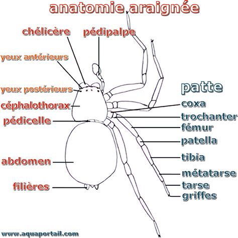 Illustration d'une araignée mâle et femelle en accouplement, avec une tentative d'échappée du mâle